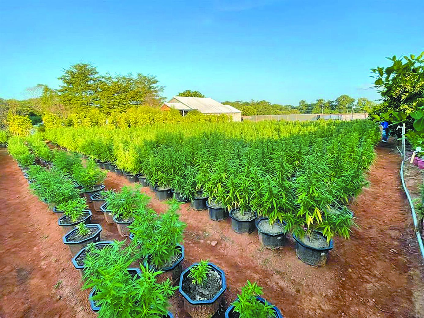 台灣高檢署發布毒品情勢分析及警示報告,指去年查獲大麻1559公斤、株數1萬3001株,均為史上最多;今年1至7月已查獲大麻701.04公斤、株數3520株,顯示大麻毒害嚴重。圖為桃園檢警去年9月在龍潭查獲面積多達一甲的大麻田,大麻株多達4218株。(警方提供/賴佑維桃園傳真) image