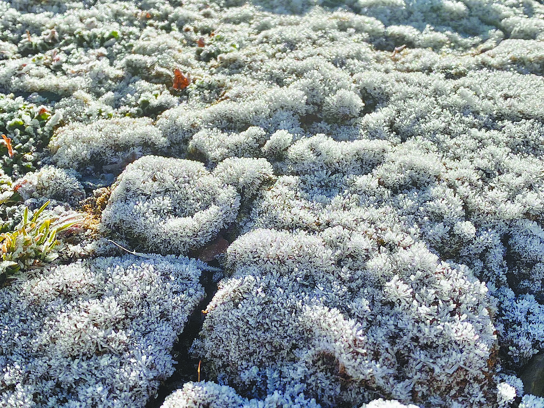 受到強烈大陸冷氣團影響,18日清晨玉山北峰包括氣象站一帶出現植物表面結霜,中央氣象署放送多張美照。(中央氣象署提供/簡立欣台北傳真) image