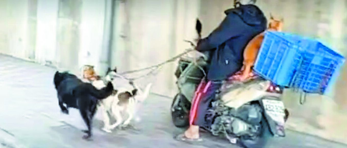 高雄市社群「社會事影音新聞」發出一段影片,武營路段,一名男子帶著5隻狗出門,其中一隻站立於機車後座,另外4隻則被當成「雪橇犬」,拉著飼主的機車往前跑。(翻攝自社會事影音新聞/楊舒婷高雄傳真) image