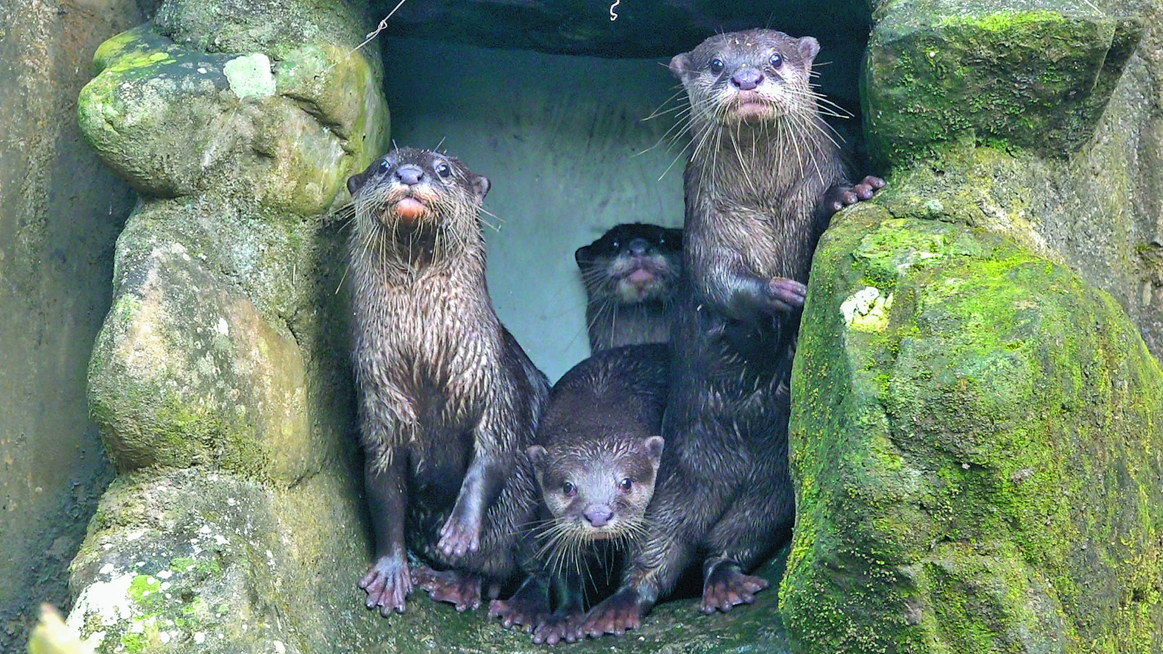 台北市立動物園小爪水獺「蜜香」與「史達奇」去年12月誕下寶寶,現在遊客有機會在溫帶區看到寶寶學游泳的模樣。(台北市立動物園提供/蔡佩珈台北傳真) image