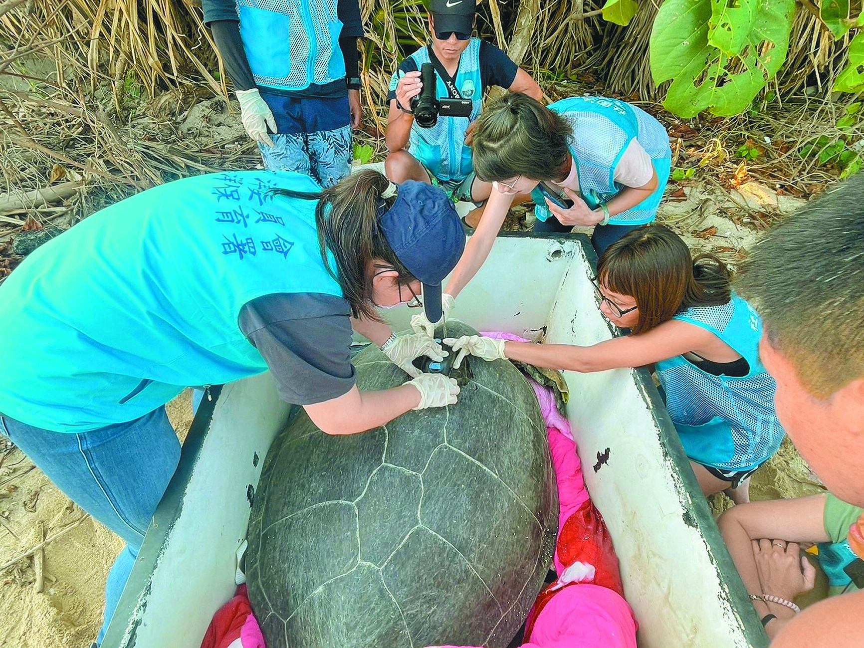 海保署人員10日幫海龜裝設海龜衛星發報器,以便掌握之後海龜的生活情形。(海保署提供) image