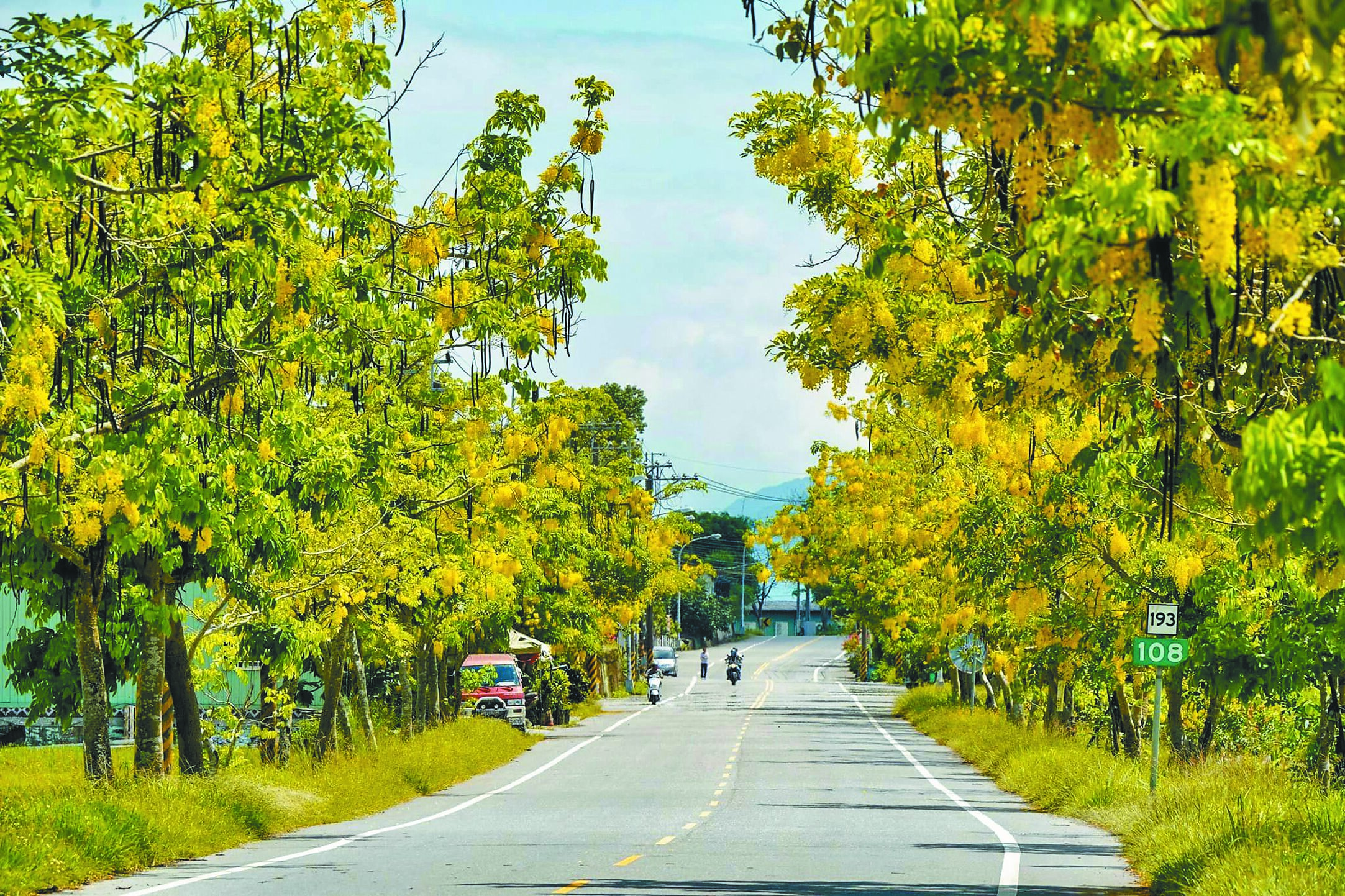 地震衝擊東部觀光產業,已有多個縣市響應到花蓮旅遊。圖為193縣道阿勃勒盛開。(花蓮縣政府提供/王志偉花蓮傳真) image