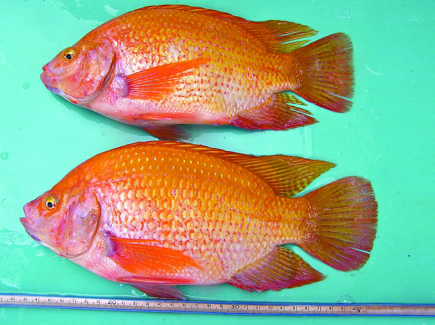 農業部水產試驗所今年成功研發「超雄性紅色吳郭魚」,明年開放技術轉移。(農業部水產試驗所提供/蔡佩珈台北傳真) image