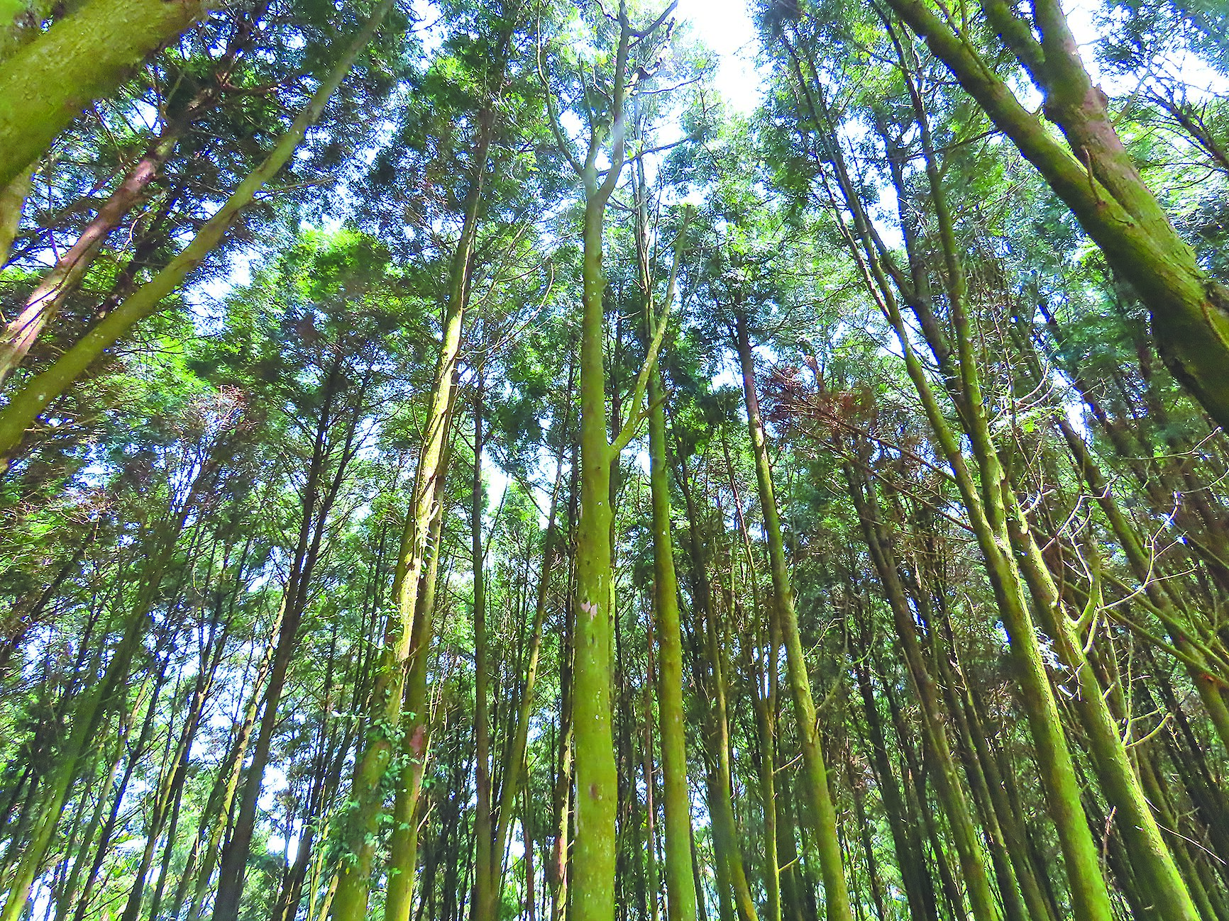「森林經營碳匯方法學」及「竹林經營碳匯專案」19日再度闖關專案小組失敗。(本報資料照片) image