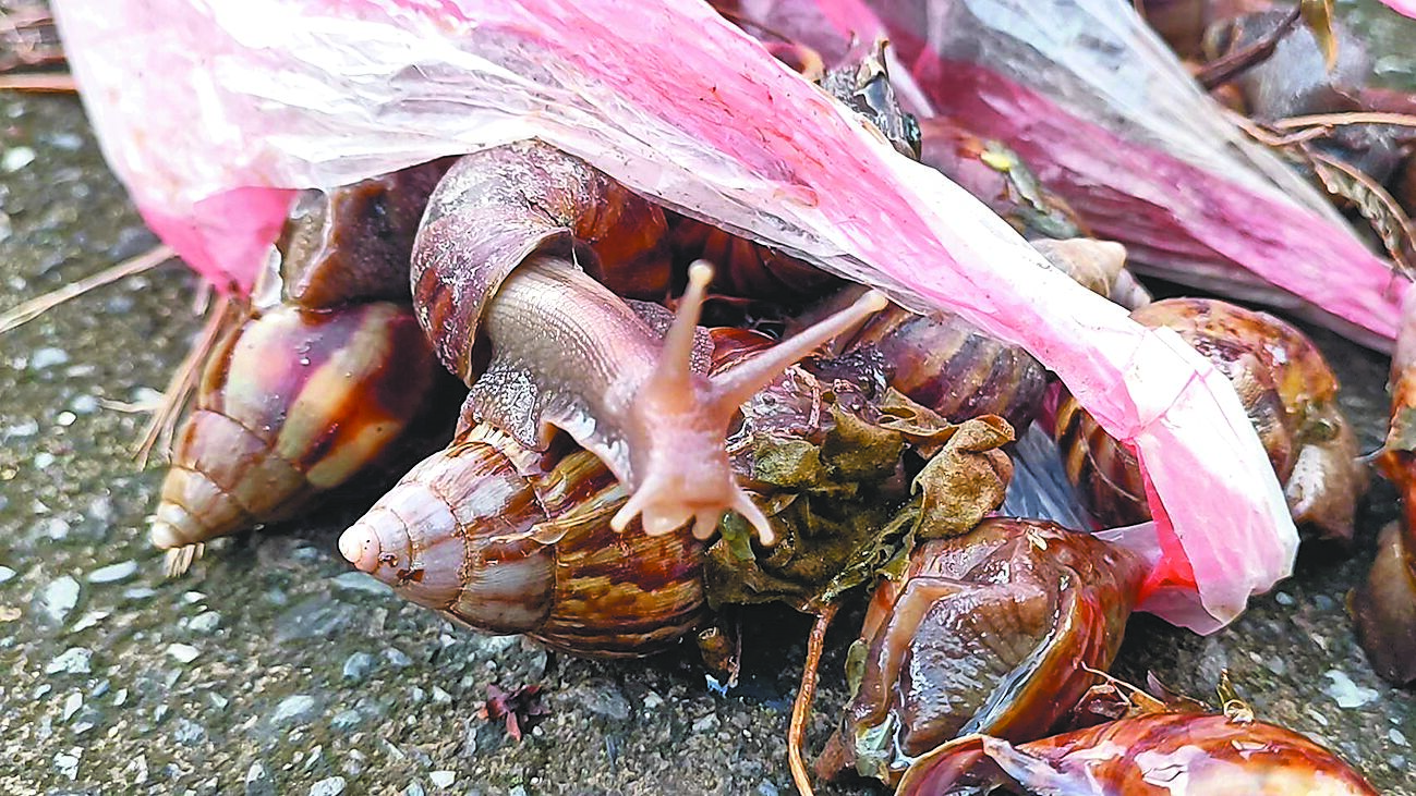 台東縣金峰鄉賓茂部落18日驚傳集體食用「蝸牛小米粽」後,出現疑似食物中毒症狀,釀成3死悲劇。(讀者提供/蕭嘉蕙台東傳真) image