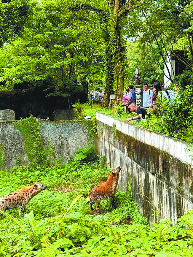 有2名遊客私自跨越台北市立動物園斑點鬣狗展示場欄杆,闖入後甚至疑似餵食不明物體。(摘自Threads@jjlin_1108) image
