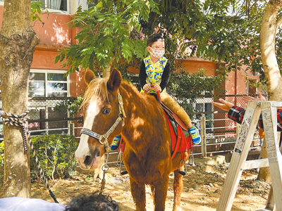 「蕃薯嘉年華」不只是賣地瓜,里長黃慶玉請來八德馬子福德宮馬場,提供迷你馬免費騎乘體驗。(蔡依珍攝) 「蕃薯嘉年華」不只是賣地瓜,里長黃慶玉請來八德馬子福德宮馬場,提供迷你馬免費騎乘體驗。(蔡依珍攝)