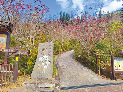 台南市梅嶺風景區梅峰古道千餘株櫻花已綻放6成。(民眾提供/寶智華台南傳真) image