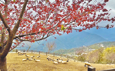 清境農場栽種千棵山櫻花、富士櫻、粉紅佳人等接力綻放,高山美景、超萌綿羊與滿開櫻花同框,遊客直呼超療癒。(清境農場提供/楊靜茹南投傳真) image