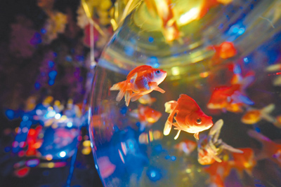 「Art Aquarium」首度登台,以金魚與藝術營造出夢幻氛圍。
(Artaquarium in Taipei提供) image
