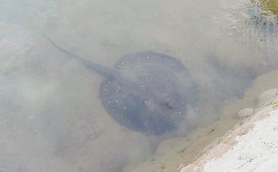 高雄市澄清湖遭民眾發現有魟魚出沒,專家推測是寵物棄養造成,憂心成魚虎翻版,恐釀生態危機。(任義宇攝) image