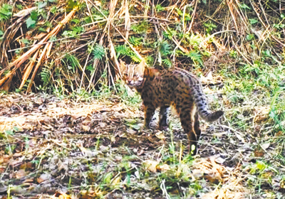 苗栗是全台一級保育類動物石虎最大棲息地,苗栗縣長鍾東錦日前在縣務會議上,指示農業處及縣警局加強宣導並勸戒喜歡以獵犬狩獵民眾,避開石虎出沒地區,以免影響石虎生存。(苗栗縣政府提供/謝明俊苗栗傳真) image