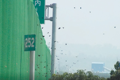 今年紫斑蝶北返遷徙特別早,中繼站雲林縣林內鄉12日上午已監測到每分鐘319隻,達到封閉國三林內段北上外側車道讓蝶的標準。圖為大批紫斑蝶越過防護網。(台灣紫斑蝶生態保育協會提供/周麗蘭雲林傳真) image