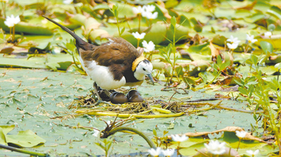 花蓮縣壽豐鄉、玉里鎮養殖區一帶發現有二級保育類動物水雉蹤影,林業及自然保育署花蓮分署正推動友善棲地營造,與鄉鎮公所、社區合作共同保育水雉。(林業及自然保育署花蓮分署提供/王志偉花蓮傳真) image