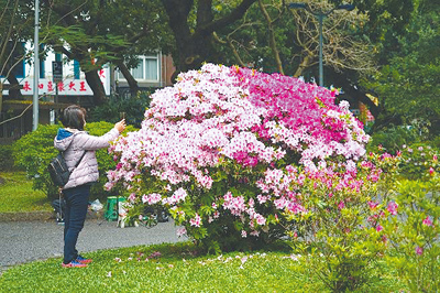 台北市多處公園已進入杜鵑花盛開期,除大安森林公園內超過21萬株杜鵑外,介壽公園、228和平公園、陽明公園及花博公園圓山園區,皆各有不同風格的杜鵑。(台北市公園處提供/張珈瑄台北傳真) image