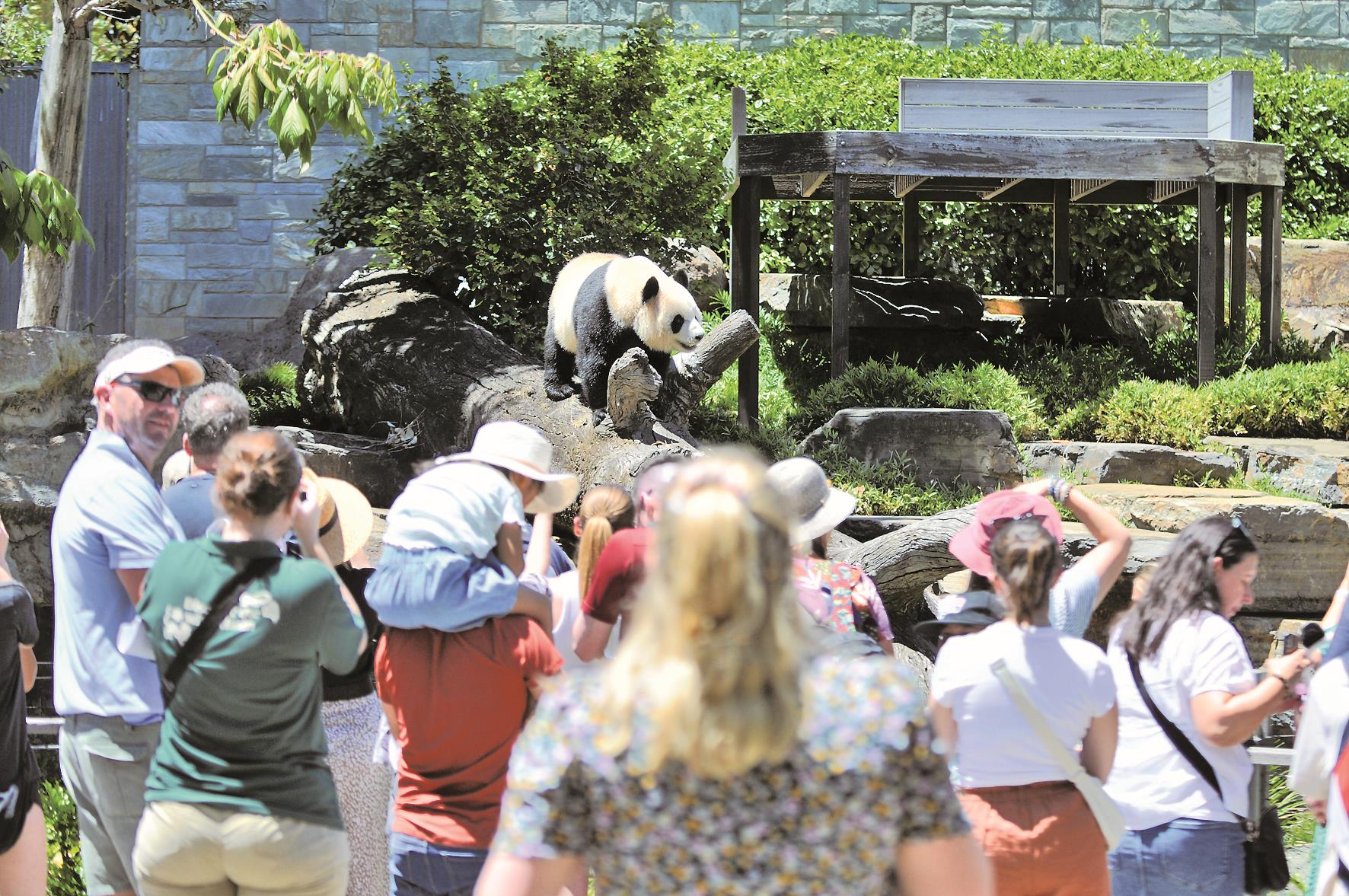 澳洲民眾在當地動物園觀看來自中國的大貓熊。(新華社) image