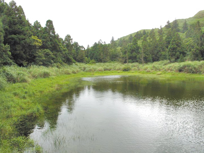 台灣水韭在國際學術上具有舉足輕重的地位,為避免極端氣候及生育地變遷,使其陷入滅絕的危機,農業部林業試驗所團隊透過孢子低溫儲存,提升台灣水韭的繁殖能力。(農業部提供/賀培晏台北傳真) image