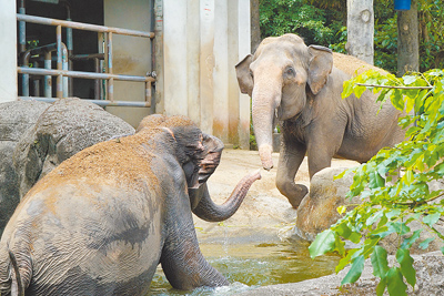 夏季炎熱,台北市立動物園熱帶雨林區的亞洲象「友信」和「友愷」到水池中玩水,甚至會全身側躺潛入水中,連潛水專用的「呼吸管」象鼻也一起泡在水中。(台北市立動物園提供/張珈瑄台北傳真) image