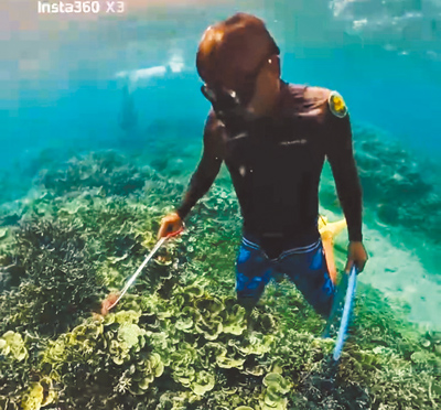 澎湖縣水域遊憩活動商業同業公會採用棘冠海星收購機制,1天就收購180隻。(澎湖縣水域遊憩活動商業同業公會提供/洪靖宜高雄傳真) image