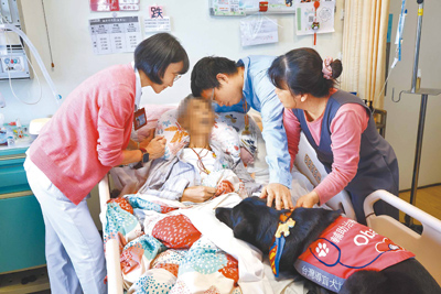 安寧病房總讓人聯想到生命末期,全台首隻駐點「醫療輔助犬」歐巴一副呆萌樣爬上病床,打開病人的心房,帶來心靈撫慰,並成為家庭最暖心的一分子。(鄧博仁攝) image