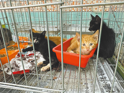 宜蘭縣政府宣布即日起調漲棄養規費,飼主將寵物交由流浪動物中途之家收容,每隻動物由原本2000元提高至4000元。(宜蘭縣動植物防疫所提供/吳佩蓉宜蘭傳真) image