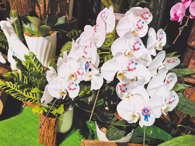 TECH WORLD館「蘭花小徑」展出的蘭花印有萬博吉祥物「脈脈」圖樣,深獲大小朋友喜愛。(李侑珊攝) image