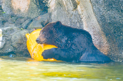 台北市立動物園24歲的棕熊「小喬」,2023年移除乳腺腫瘤後恢復良好,豈料今年3月又發現轉移腫塊,雖已成功將腫塊摘除,但近日開始出現食欲下降等症狀,左下腹皮膚也抓到脫毛、出血,園方不排除為腫瘤復發跡象,將啟動安寧照護評估。(台北市立動物園提供/邱芊台北傳真) image
