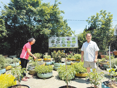 和平里長張和妹(左)及先生洪順發(右),帶領和平社區居民打造香草公園。(徐佑昇攝) image