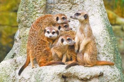 圖為狐獴,天冷時會抱在一起取暖。(台北市立動物園提供/温予菱台北傳真) image