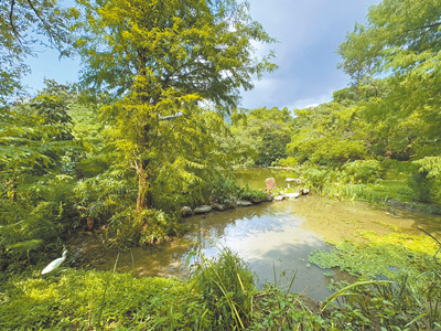 台北捷運大安森林公園站近日遭民眾反映,僅在捷運月台內就聞到「臭池水味」。北市公園處4日回應,8月底有民眾反映異味,經查與生態池鳥類育雛期有關,於4日再次檢查後已無異味,後續如有發現類似情況,會立即通知相關單位改善。(邱芊攝) image