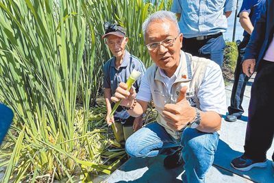 宜蘭縣礁溪鄉生產的溫泉茭白筍質地細嫩、口感鮮甜,代理縣長林茂盛9日邀請全台民眾前來礁溪品嘗、選購。(李忠一攝) image