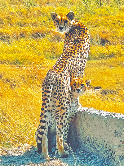 尹嘉萱幸運看到陸地上跑得最快的動物獵豹。(尹嘉萱提供) 尹嘉萱幸運看到陸地上跑得最快的動物獵豹。(尹嘉萱提供)