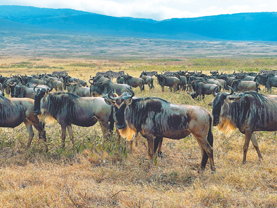 尹嘉萱親眼見到動物大遷徙,感受自然奇觀。(尹嘉萱提供) 尹嘉萱親眼見到動物大遷徙,感受自然奇觀。(尹嘉萱提供)