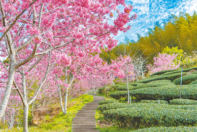 春日的阿里山林粉嫩花朵沿著山坡層層綻放,宛如走入粉色花海。(阿里山英迪格提供) 春日的阿里山林粉嫩花朵沿著山坡層層綻放,宛如走入粉色花海。(阿里山英迪格提供)