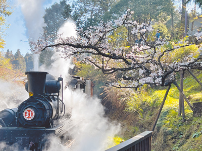 蒸汽火車行駛沼平車站櫻花林經典畫面是阿里山櫻期重頭戲之一。(阿里山賓館蔡美瑩提供) 蒸汽火車行駛沼平車站櫻花林經典畫面是阿里山櫻期重頭戲之一。(阿里山賓館蔡美瑩提供)