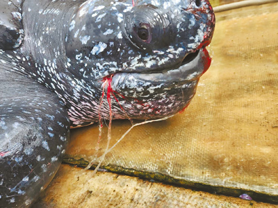 革龜嘴裡仍纏留漁網,血跡斑斑。(民眾提供/吳佩蓉宜蘭傳真) 革龜嘴裡仍纏留漁網,血跡斑斑。(民眾提供/吳佩蓉宜蘭傳真)