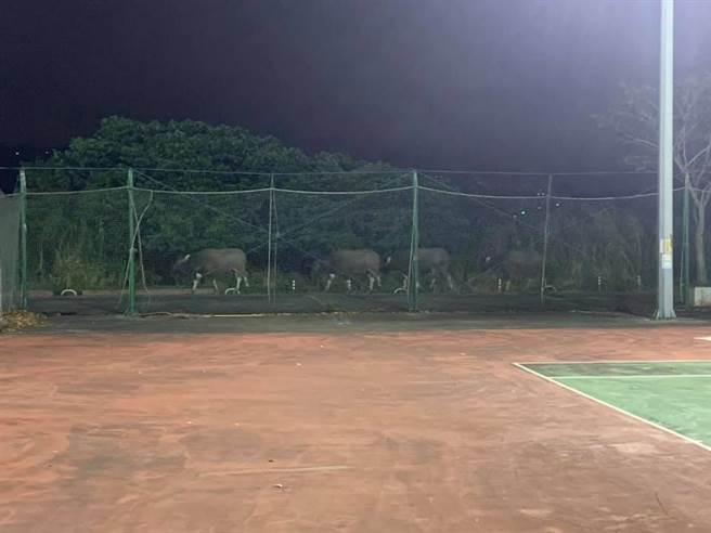 土城河濱公園近日傳出有近50隻水牛遭飼主「放牛吃草」,在夜間佔據自行車道,讓居民相當恐慌。(許哲瑗翻攝) image