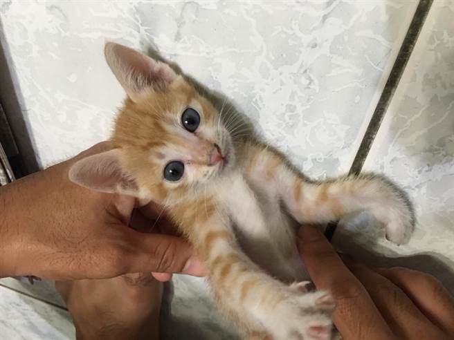 貓咪「Orange」貪吃,為了吃不懼剪指甲。(蔡依珍攝) 貓咪「Orange」貪吃,為了吃不懼剪指甲。(蔡依珍攝)