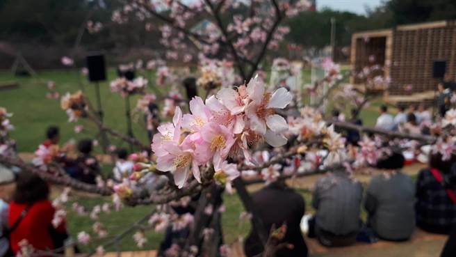 新竹公園櫻花開７成邀民來賞花拜訪春天 A1 中時全台最速報 1902 中時全台最速報 翻爆 翻報