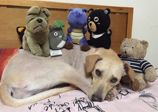 虎山實小周邊發現的流浪狗目前由熱心人士認養後,過得愜意與幸福。(曹婷婷翻攝) 虎山實小周邊發現的流浪狗目前由熱心人士認養後,過得愜意與幸福。(曹婷婷翻攝)