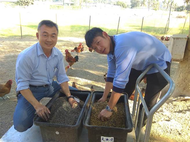烏山頭能源牧場的雞吃的很講究,飼料中還添加官田特產菱殼炭粉。(劉秀芬攝) 烏山頭能源牧場的雞吃的很講究,飼料中還添加官田特產菱殼炭粉。(劉秀芬攝)