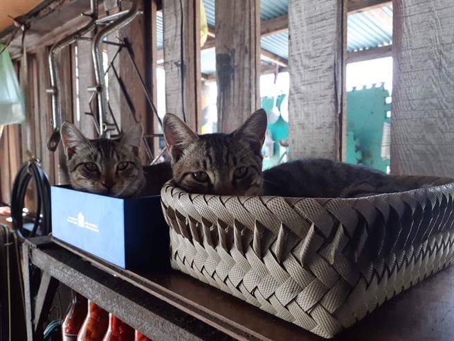 休假時間,布丁、薯條在家裡賴床。(張祈攝) 休假時間,布丁、薯條在家裡賴床。(張祈攝)