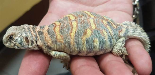 喜愛飼養爬蟲類的張柏彰就養了一隻蜥蜴,而這品種早期進口普遍顏色黯淡、價位偏高,但現今國內外繁殖技術進步,發現色澤原來是鮮豔華麗;他飼養是王者蜥品種中色彩極為鮮豔多變的華麗王者,也是王者蜥中最受歡迎。(劉宥廷攝) 喜愛飼養爬蟲類的張柏彰就養了一隻蜥蜴,而這品種早期進口普遍顏色黯淡、價位偏高,但現今國內外繁殖技術進步,發現色澤原來是鮮豔華麗;他飼養是王者蜥品種中色彩極為鮮豔多變的華麗王者,也是王者蜥中最受歡迎。(劉宥廷攝)