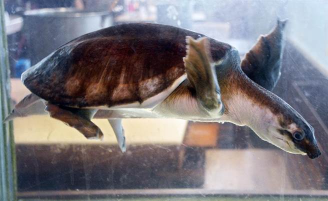 豬鼻龜模樣可人,外型相當討喜。(林和生攝) 豬鼻龜模樣可人,外型相當討喜。(林和生攝)