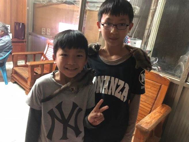 江小姐的大兒子林侑陞(右)與小兒子林仕勳與蜜袋鼯玩在一起。(劉秀芬翻攝) 江小姐的大兒子林侑陞(右)與小兒子林仕勳與蜜袋鼯玩在一起。(劉秀芬翻攝)
