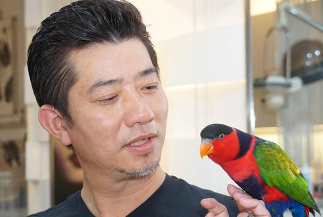 髮型設計師梁鴻,二年前開始養這隻黑頂吸蜜鸚鵡,起因是圓年輕時的夢。(黃國峰攝) 髮型設計師梁鴻,二年前開始養這隻黑頂吸蜜鸚鵡,起因是圓年輕時的夢。(黃國峰攝)