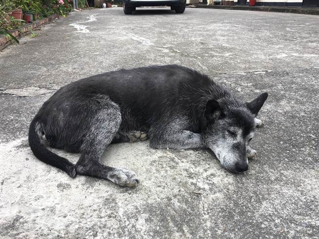 「庫洛」的黑色亮毛已見飛白,顯然年紀不小。(沈揮勝攝) 「庫洛」的黑色亮毛已見飛白,顯然年紀不小。(沈揮勝攝)