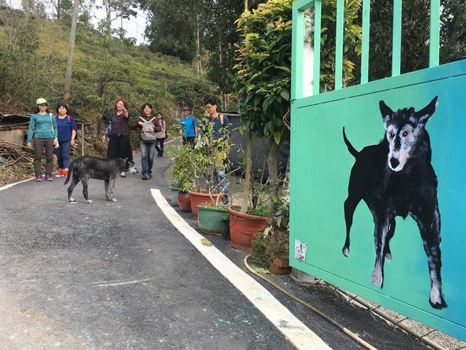 「熊熊」與「庫洛」喜歡迎賓,飼主還特別在門前彩繪畫像,強化「侏儸紀」守護神意象。(沈揮勝攝) 「熊熊」與「庫洛」喜歡迎賓,飼主還特別在門前彩繪畫像,強化「侏儸紀」守護神意象。(沈揮勝攝)