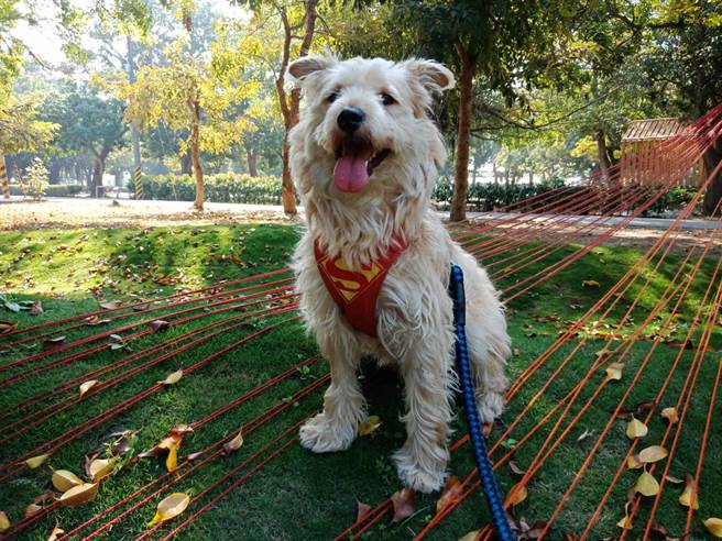 麻豆時代鮮花店店狗「勇勇」像玩偶一樣可愛。(劉秀芬翻攝) 麻豆時代鮮花店店狗「勇勇」像玩偶一樣可愛。(劉秀芬翻攝)