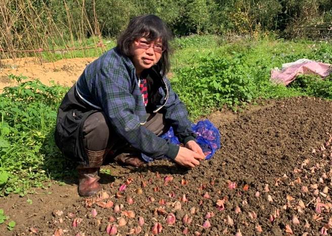 新北市平溪區蔥農吳淑惠在自家田地種珠蔥6年,堅持不施農藥,以有機肥、豆餅及堆肥來種植,種出的珠蔥鮮嫩甘甜。(譚宇哲翻攝) image